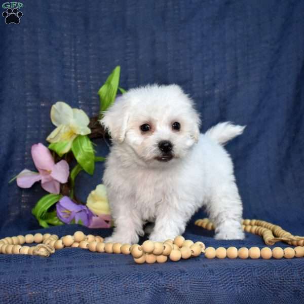 Cadbury (Tiny), Bichon Frise Puppy